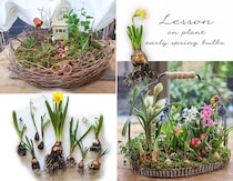 今つくって、春がもう咲く。 芽出し球根16球で楽しむ「球根の籠森」—毎年満席の人気オンラインレッスン