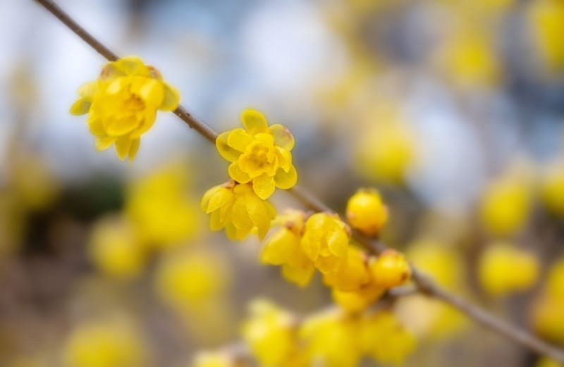 ソシンロウバイ