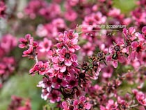 【プロが解説】今注目のオージープランツ「レプトスペルマム」入門。ギョリュウバイの仲間と最新品種＆育て方