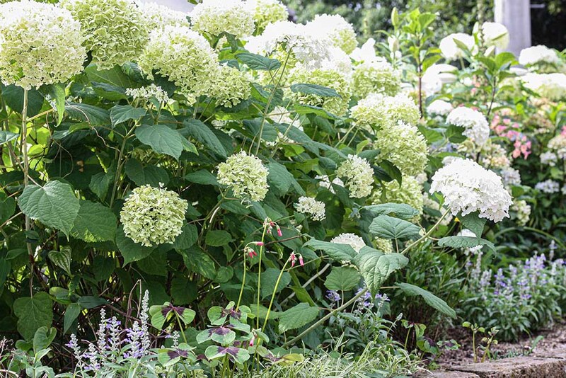 アジサイ'アナベル’が咲く花壇