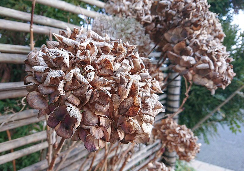 アナベルのドライ