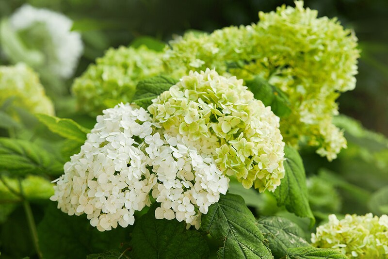 アジサイ’アナベル’