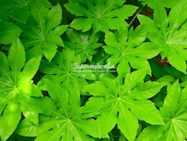 日陰の庭の救世主！ 北側の庭をパッと明るく 放置OKな「ヤツデ」の育て方と人気品種