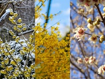 季節の花の3択クイズ！ 冬に芳香を放つロウバイ（蝋梅）は次のうちどれ？【Let’s Try! 植物クイズ】Vol.32