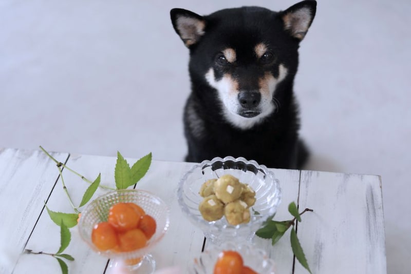キンカンと犬用おやつ