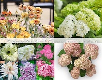 【憧れの花14種】毎年植え替えなくていい？ 「ラックス」と「シュラブ」で叶える、手間なしで美しい春の花壇術