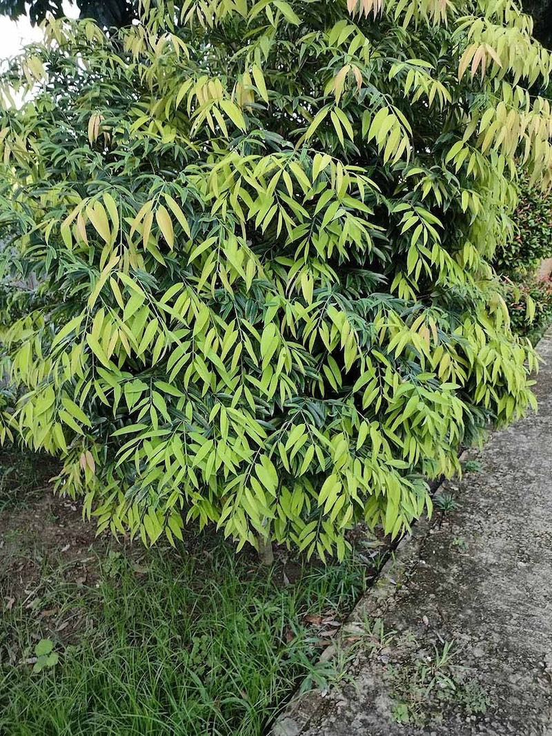 サルココッカ・サリグナ　Sarcococca saligna