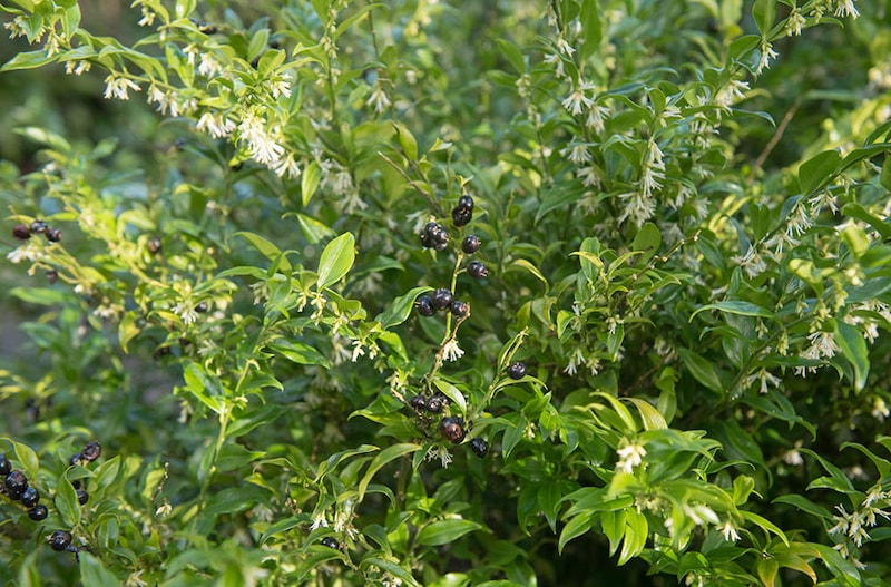 サルココッカ・コンフサ（コンフューサ）　Sarcococca confusa