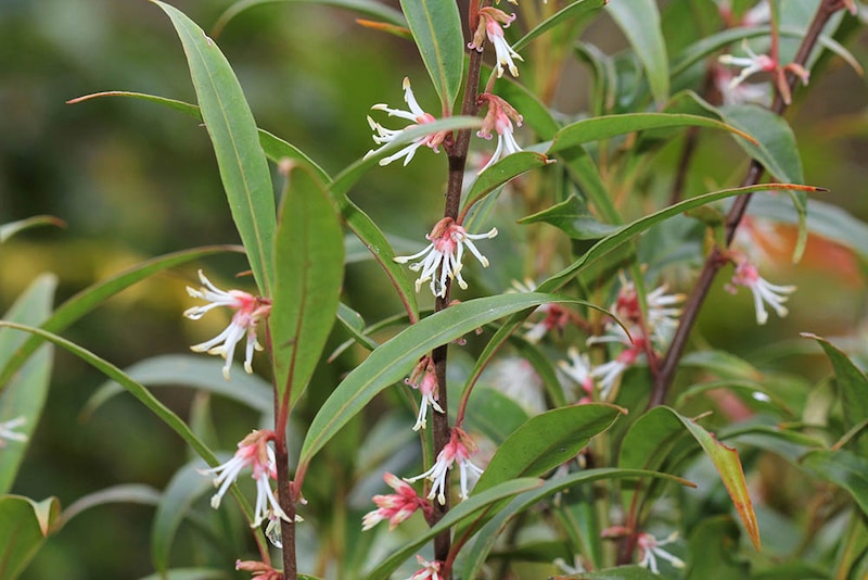 サルココッカ・フーケリアナ　Sarcococca hookeriana