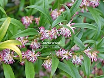 「暗い庭」をあきらめない！ 日陰でも1年中緑を絶やさない常緑低木の「サルココッカ」