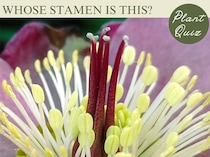 冬の花人気No.1！といえば…この雄しべ、何の花？【Let’s Try! 植物クイズ】Vol.33