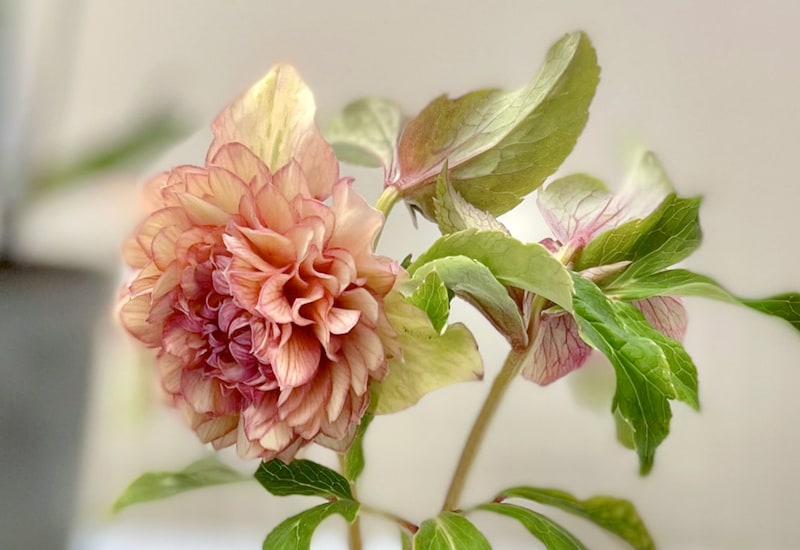 雄しべが花弁化して内側にカールした二段唐子‘ソフトアプリコットピコティ’/野田園芸作出。