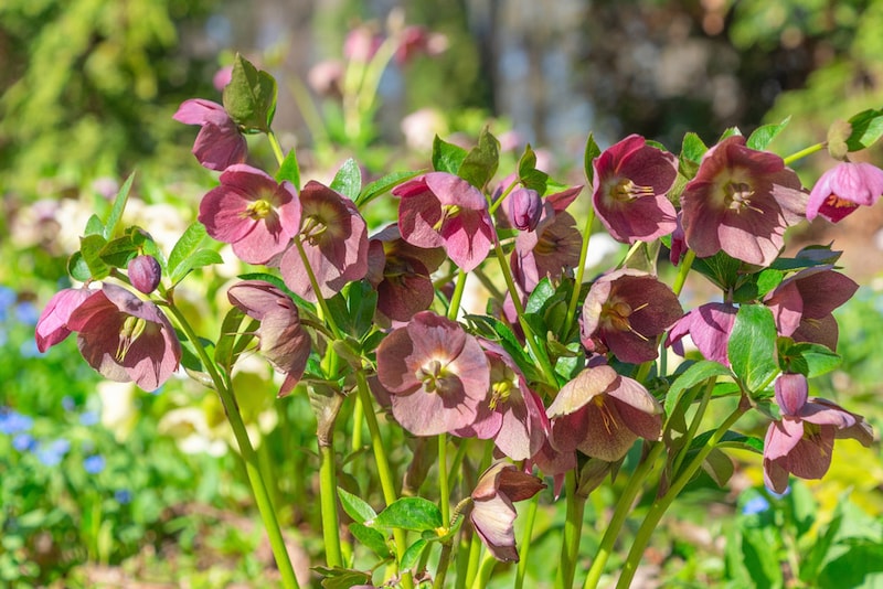 クリスマスローズ