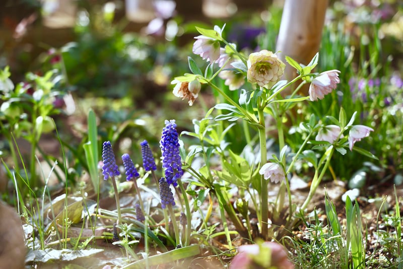 早春の庭でムスカリとともに咲くダブル咲きのクリスマスローズ。