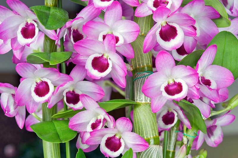 ‘スイートキャンディ’ Dendrobium ‘Sweet Candy’