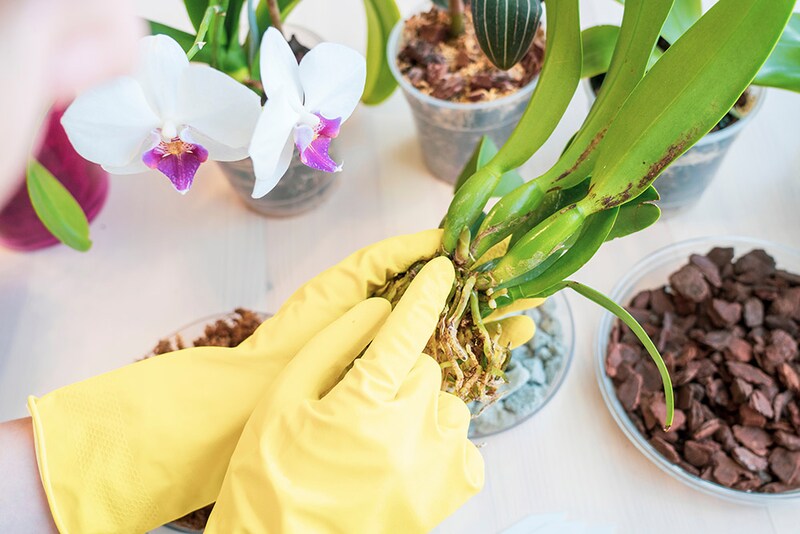 カトレアの育て方