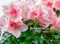 ひと鉢で部屋が華やかに！ 冬にも春にも楽しめる「アザレア」の失敗しない育て方