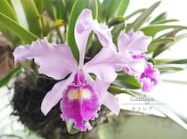 カトレアの栽培は意外と簡単！ 初心者が「温室いらず」で豪華な花を咲かせる方法