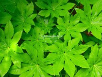 日陰の庭の救世主！ 北側の庭をパッと明るく 放置OKな「ヤツデ」の育て方と人気品種