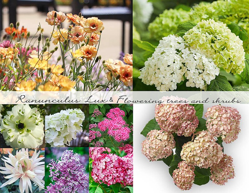 【憧れの花14種】毎年植え替えなくていい? 「ラックス」と「シュラブ」で叶える、手間なしで美しい春の花壇術