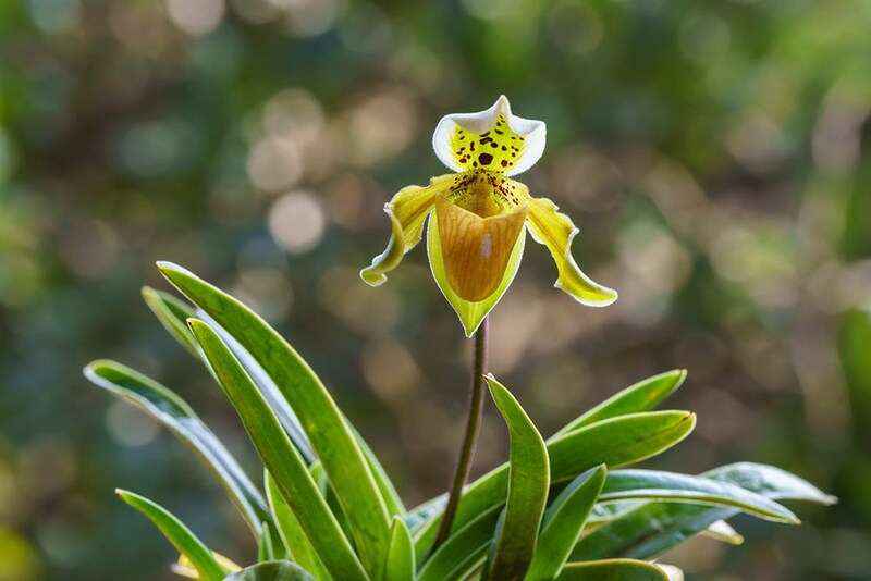 パフィオペディルム
Paphiopedilum