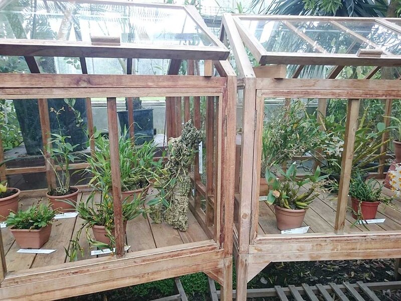 カトレアの栽培