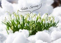 2月3日・4日の節分〜立春にやると運気が変わる⁉ 厄除け植物7選と“春を迎える”しつらえ