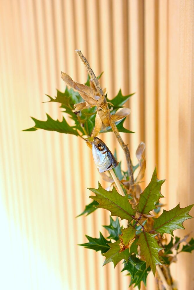 節分に飾る「ひいらぎいわし」