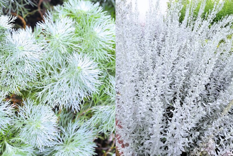 シルバーリーフ