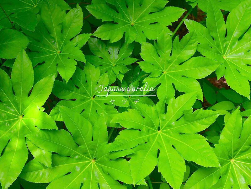 日陰の庭の救世主! 北側の庭をパッと明るく 放置OKな「ヤツデ」の育て方と人気品種