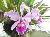 カトレアの栽培は意外と簡単！ 初心者が「温室いらず」で豪華な花を咲かせる方法