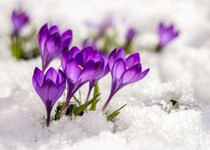 2026年の立春は2月4日。春なのに調子が出ない…それ、じつは普通のことでした