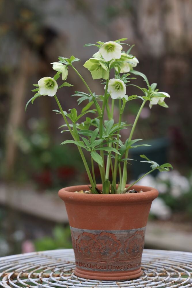 クリスマスローズ