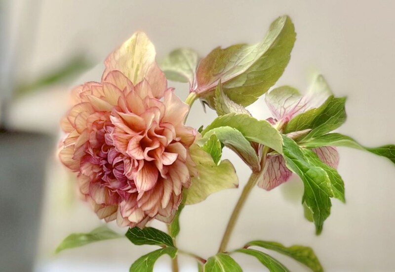 クリスマスローズ‘ソフトアプリコットピコティ’