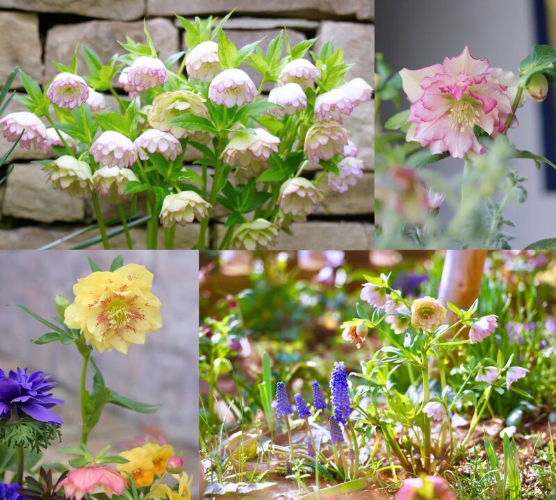 クリスマスローズの世界展 2026 〜魅惑の花たちの宴〜