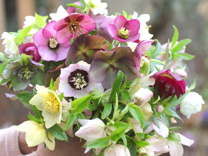 クリスマスローズ