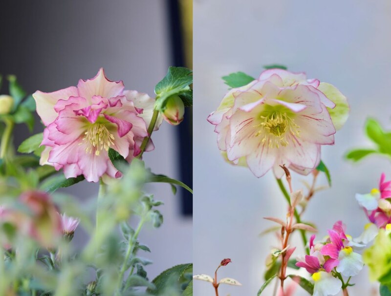 クリスマスローズ