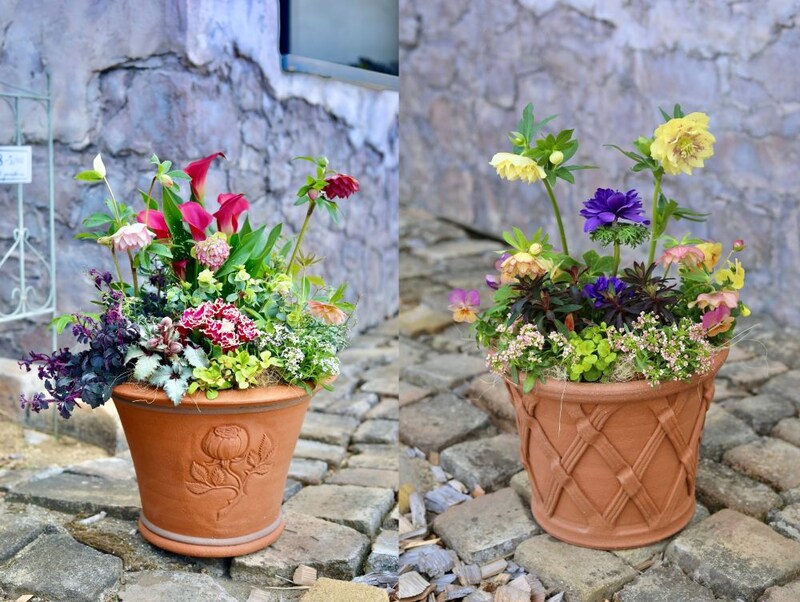 クリスマスローズの寄せ植え