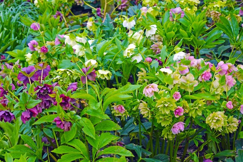 クリスマスローズ