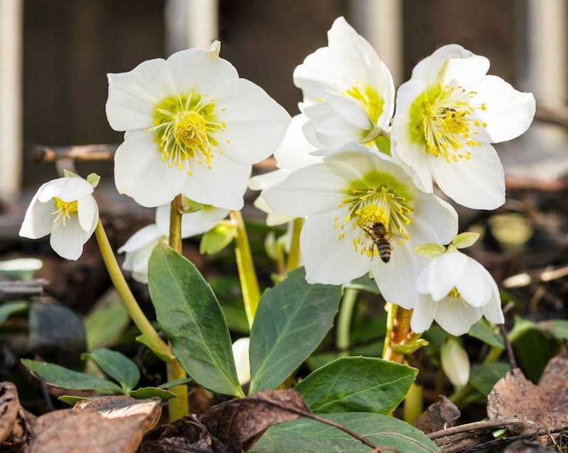 クリスマスローズとハナアブ