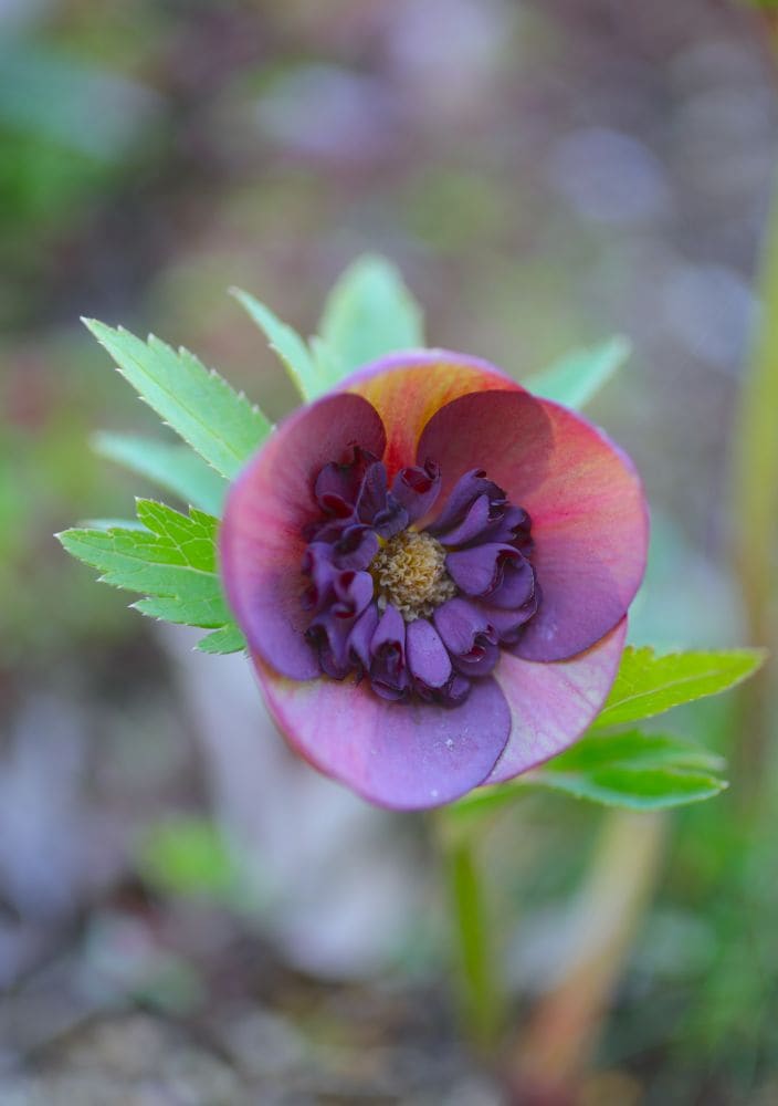 黒花のクリスマスローズ