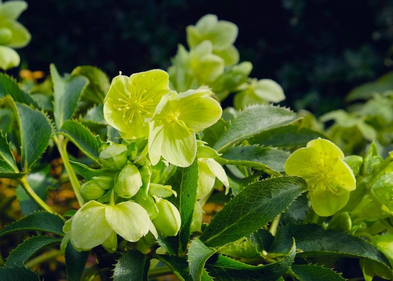 クリスマスローズ