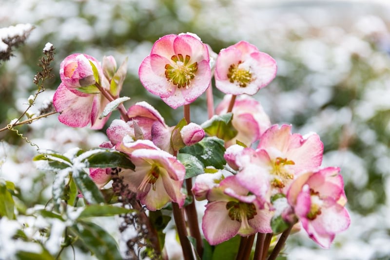 クリスマスローズ