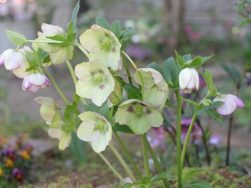 咲き進んだクリスマスローズ