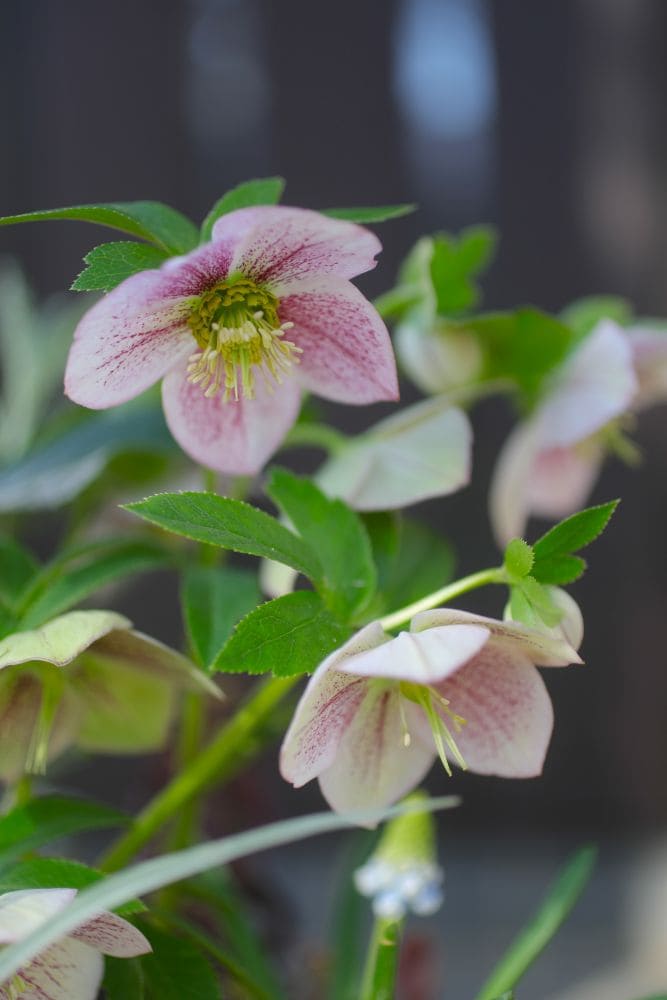 クリスマスローズ