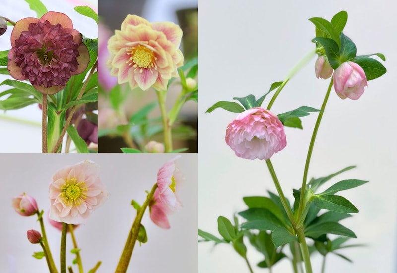 クリスマスローズ