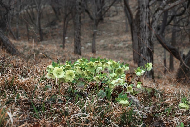 クリスマスローズ
