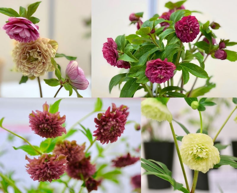 クリスマスローズ