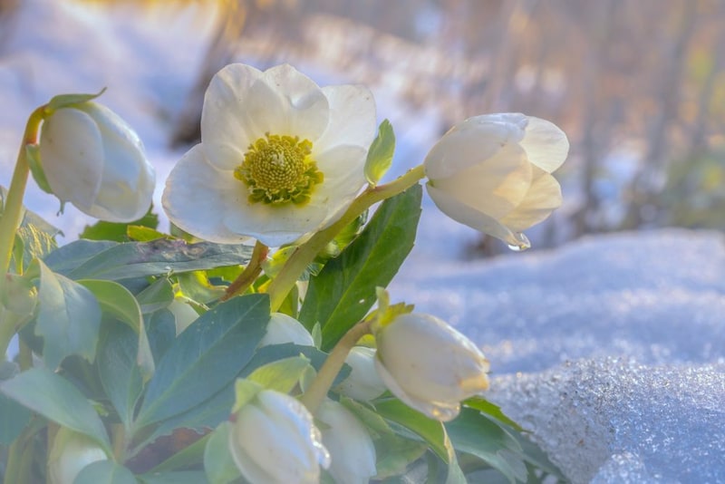 ヘレボルス・ニゲル