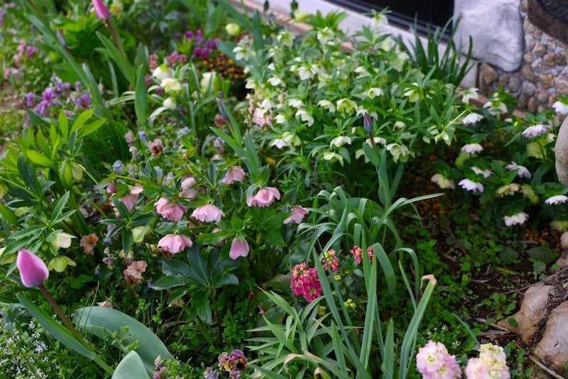 クリスマスローズ